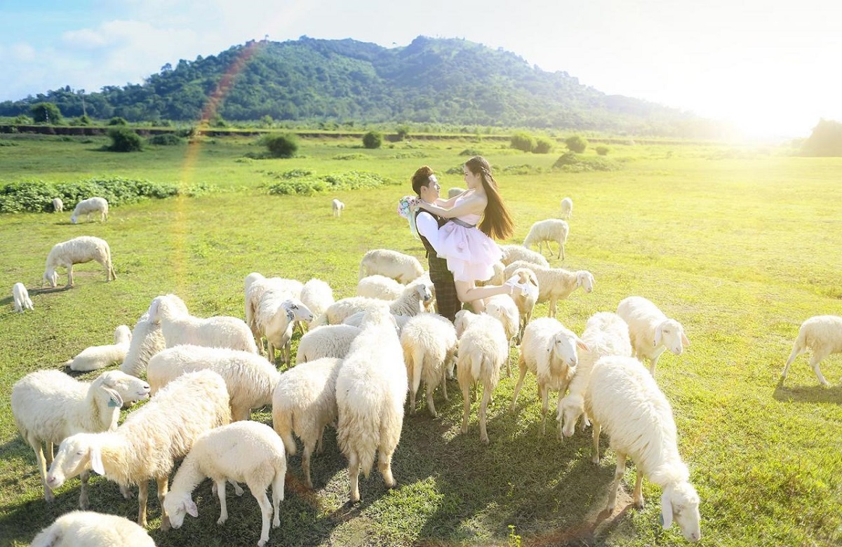 Trang trại cừu Yên Thành ở Nghệ An